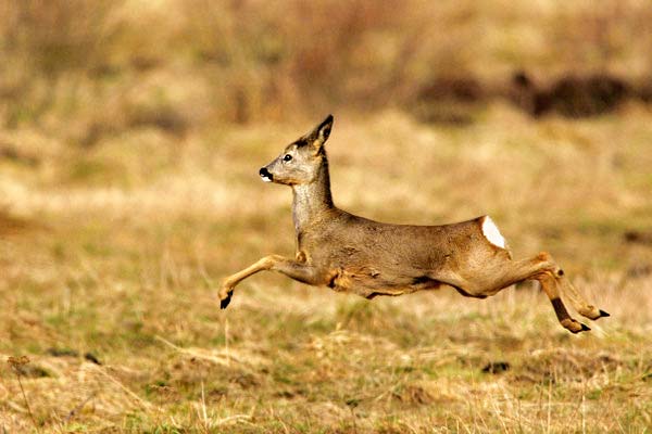 Riprende la caccia ai caprioli nel savonese, protesta degli animalisti di Enpa