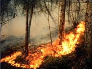 Incendio nella notte, nessun ferito