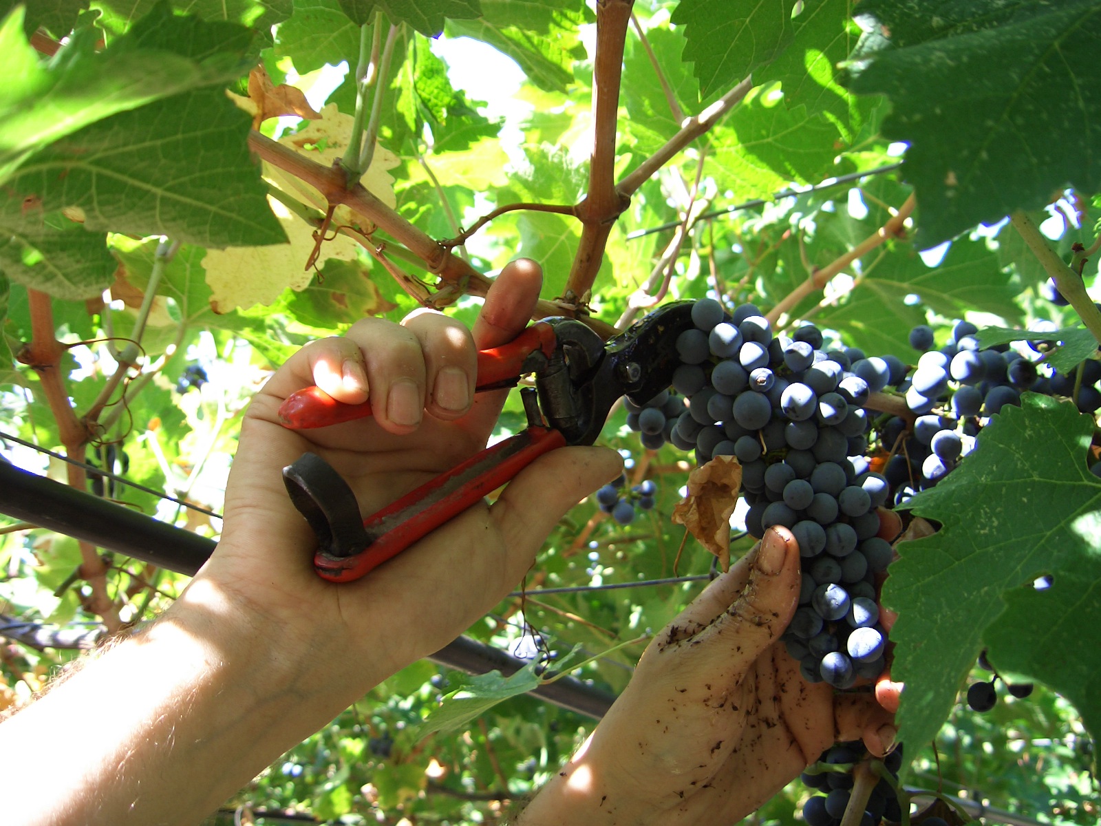 Vendemmia super nel 2013, Gadina: 