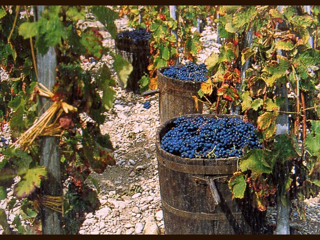 Vendemmia in Liguria, in ritardo ma di buona qualità