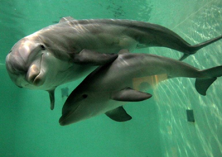 Delfini sequestrati a Rimini, animalisti soddisfatti