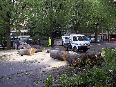 Maltempo, due alberi caduti nel levante ligure