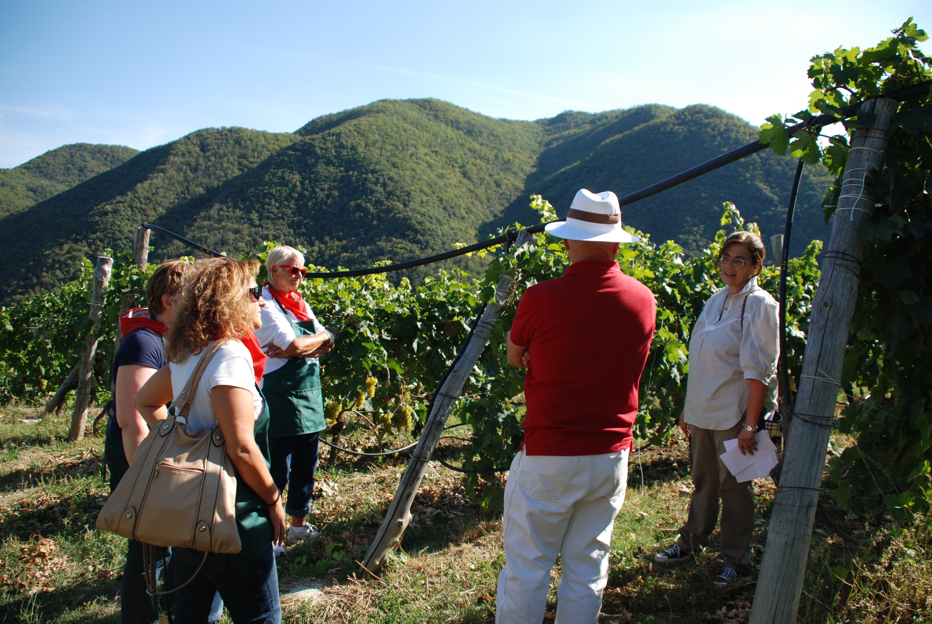 I turisti russi scoprono la vendemmia nell'imperiese