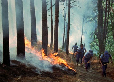 Bosco in fiamme: in fumo un ettaro di vegetazione