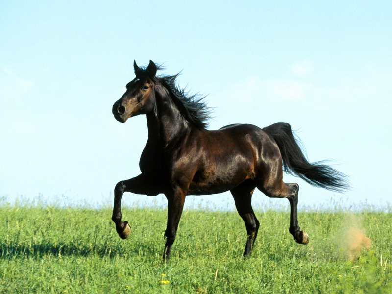 Vende un cavallo rubato, denunciato per ricettazione un cuneese