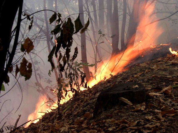 Incendio boschivo a Latte, evacuate sette case e ustionato uomo della forestale