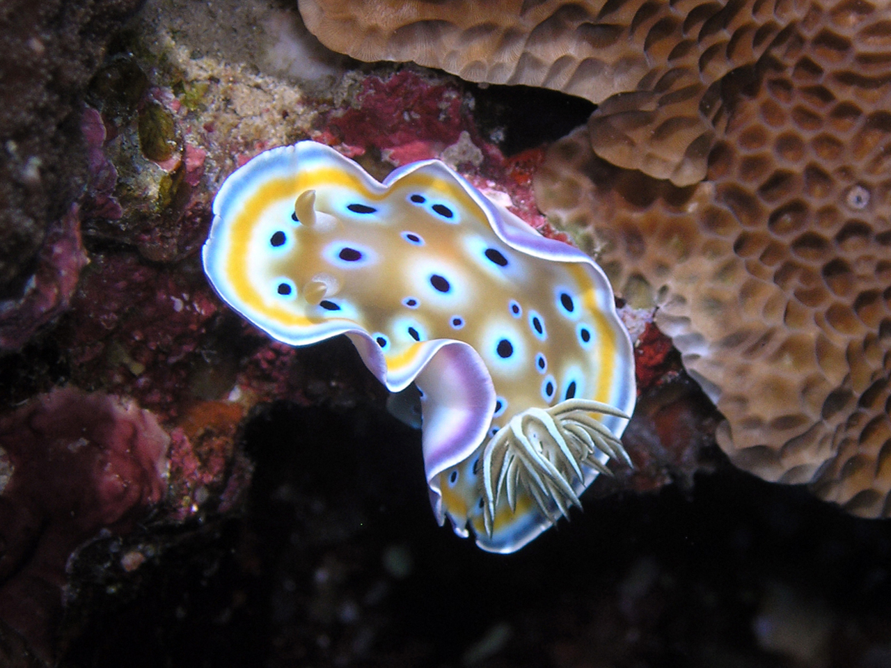 Portofino, l'Area Marina lancia l'allarme: molluschi a rischio estinzione