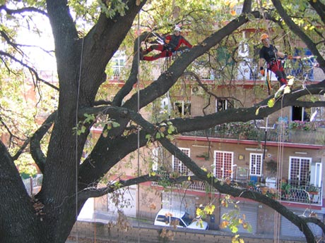 Giardiniere cade da un albero di 10 metri: solo pochi graffi