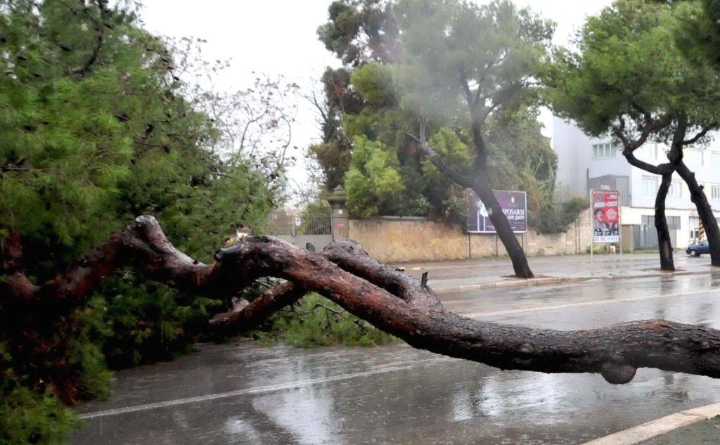 Val Graveglia, albero si abbatte sulla strada provinciale