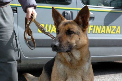 Brasiliano con hashish scoperto da cane antidroga