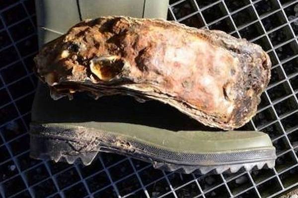 Ecco l'ostrica da Guinness dei Primati: e' lunga come scarpa taglia 46