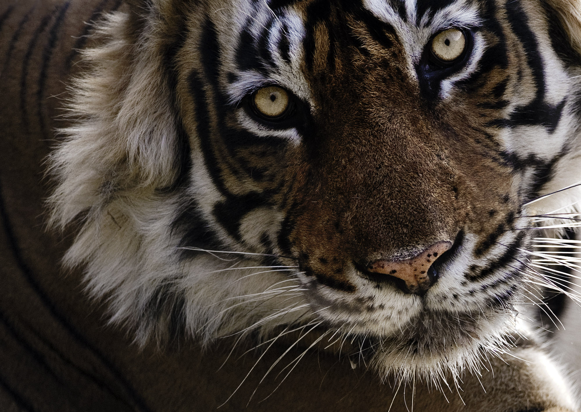 Mercoledì all'acquario di Genova il racconto della tigre del Bengala