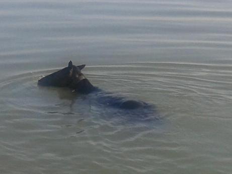 Cavalla caduta nel fiume Bormida, salvataggio in corso