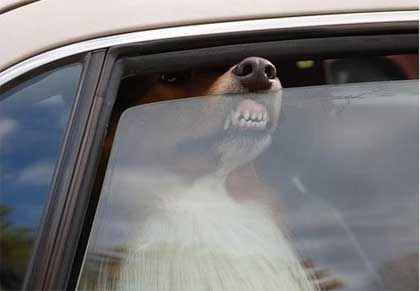 Lascia il cane chiuso in auto e rischia il linciaggio: salvato dalla municipale