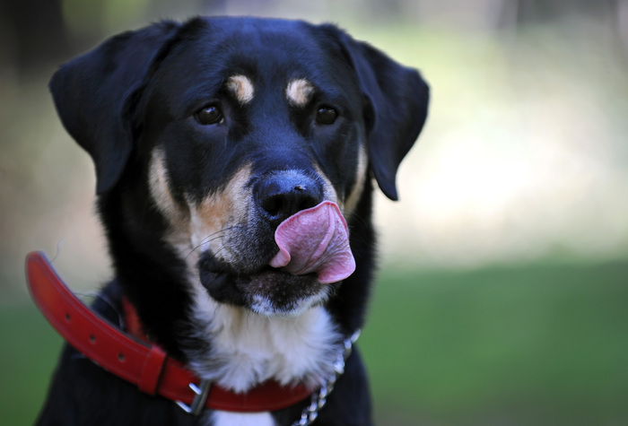 Adotti un cane? Il comune ti toglie la Tari. Sindaco: 