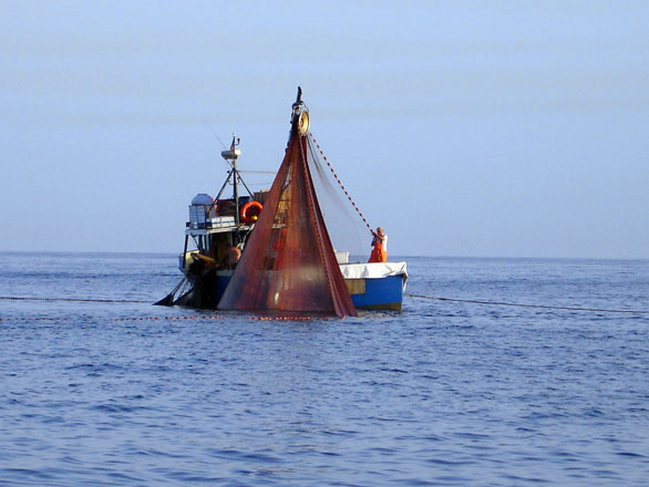 Allarme dei pescatori liguri: 