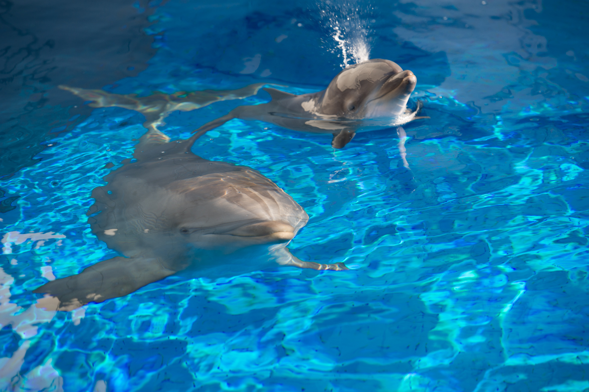 L’Acquario di Genova festeggia la nascita di un cucciolo di delfino