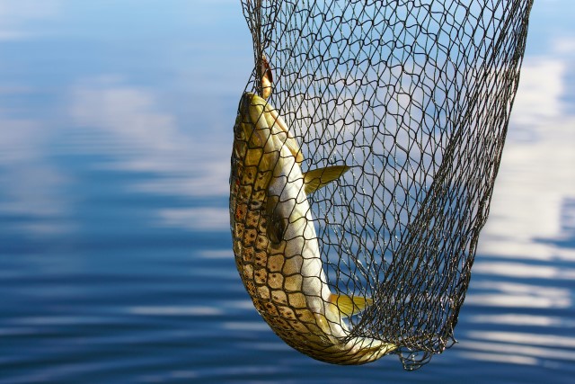 Domani parte lo stop per la pesca a strascico, durerà un mese