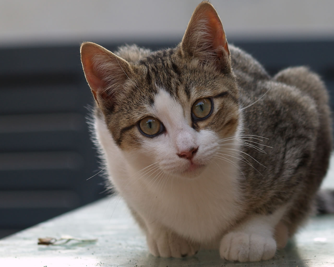 Muore la padrona, il gatto dà l'allarme