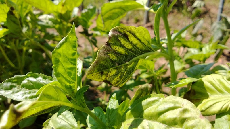 Fungo attacca le coltivazioni di basilico e mette a rischio la produzione pesto