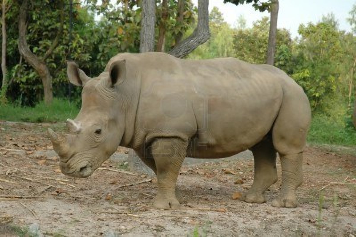 E' morto Suni, raro esemplare di rinoceronte bianco