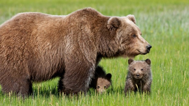 Ancora un corteo di protesta contro la morte dell'orsa Daniza