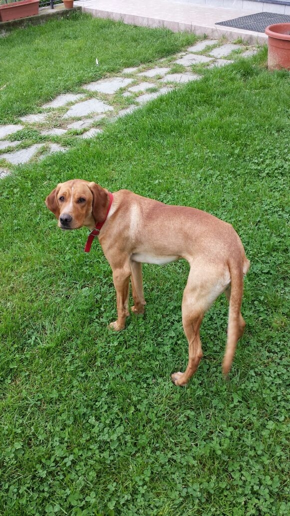 Sparito cane segugio marrone, mobilitazione di paese