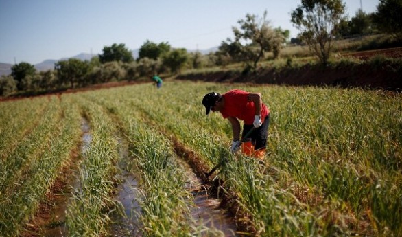 Il Tar premia Anci Liguria: Imu, esenti terreni agricoli