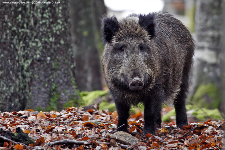 A Genova paura per un cinghiale che..entra a scuola