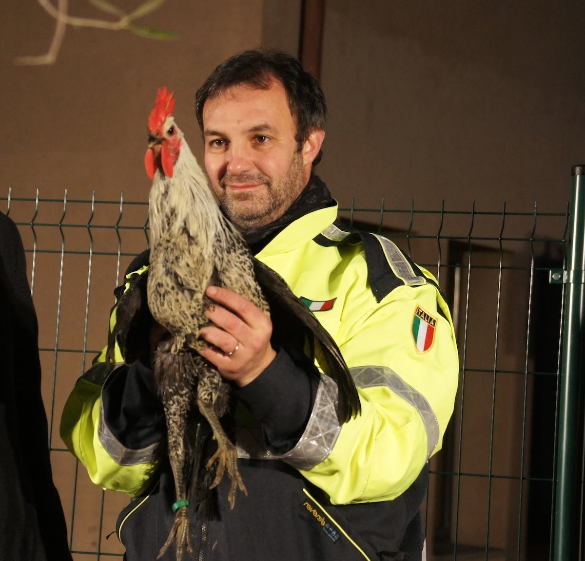 Roby, il gallo piemontese che vince il festival del canto 