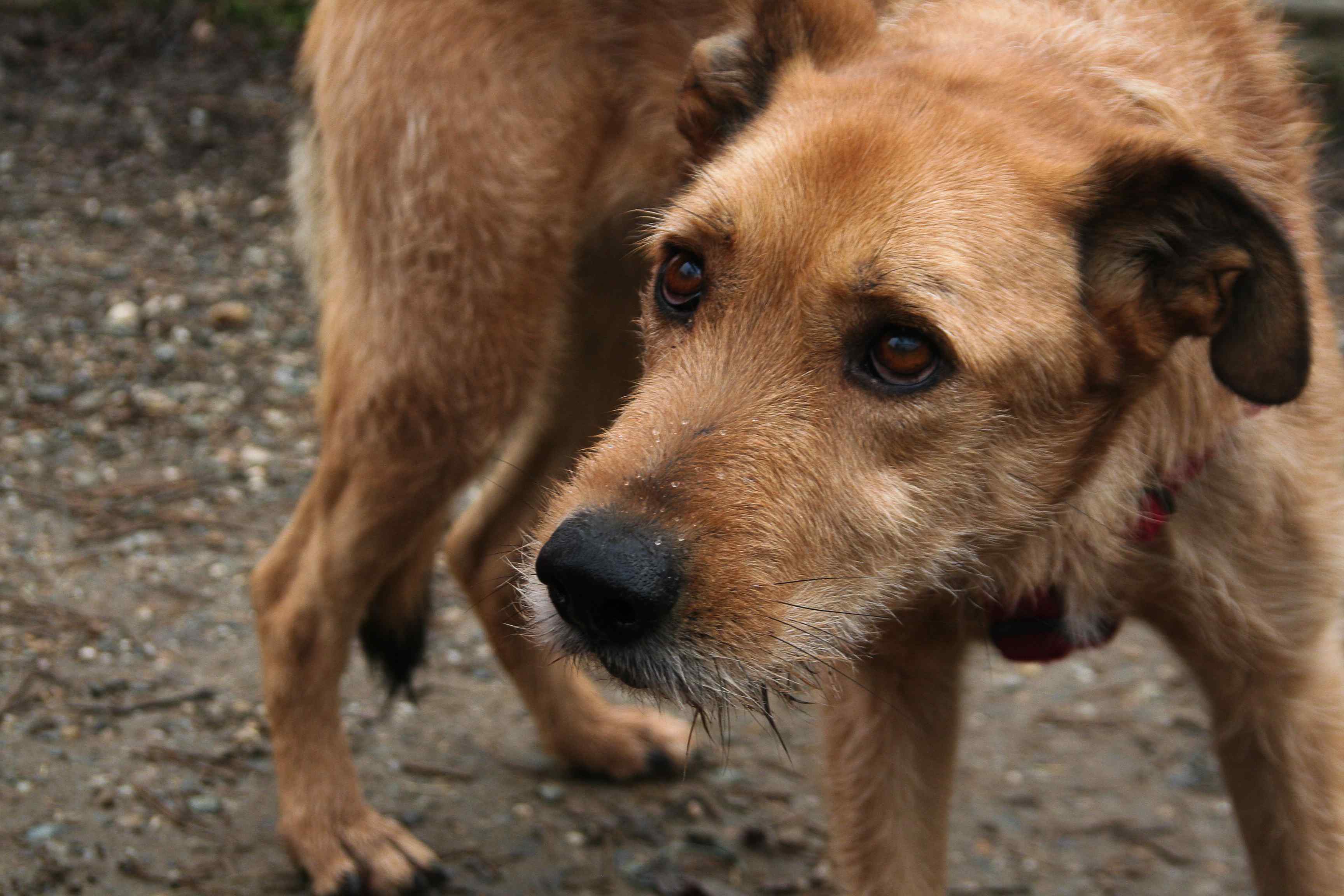 Nuova area annunci in Liguria per ritrovare 'Fido' 