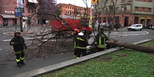 Albero cade sulla carreggiata stradale in pieno centro, nessun ferito