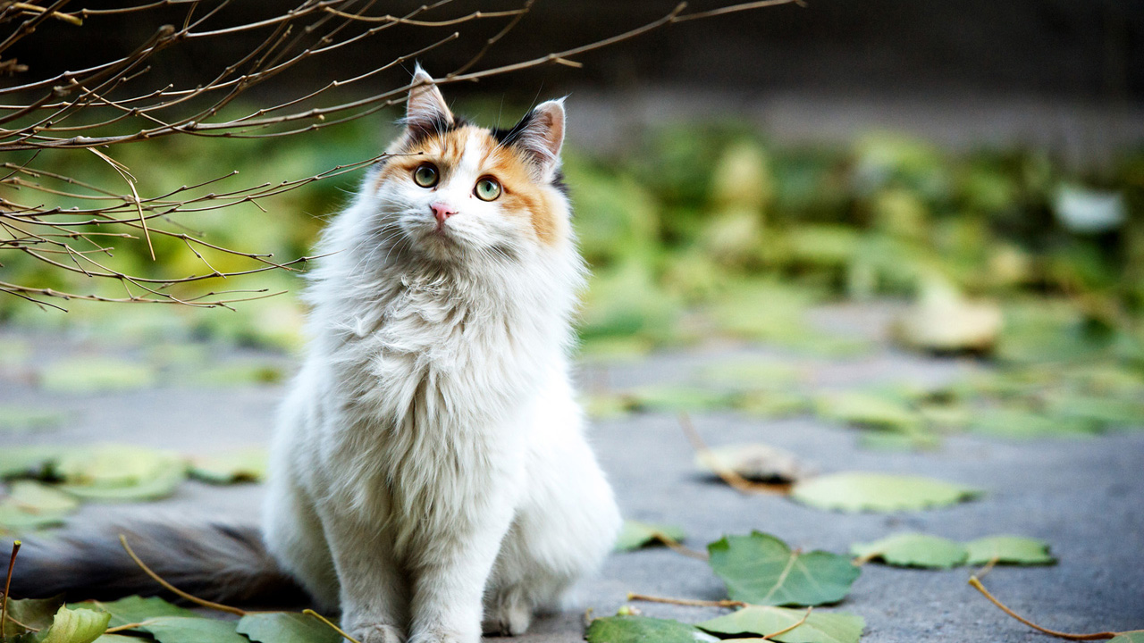 17 febbraio, da 25 anni è la festa nazionale del gatto