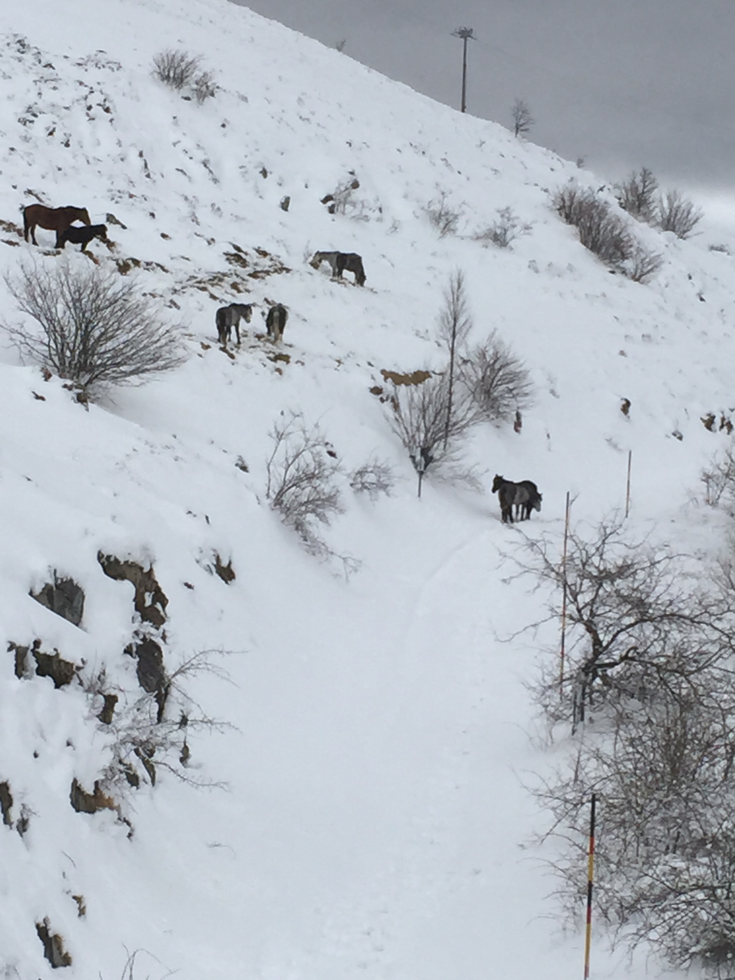 Maltempo, neve abbondante nell'entroterra di Imperia e Savona