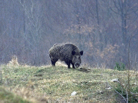 Cinghiale cade in giardino, proprietaria si barrica in casa