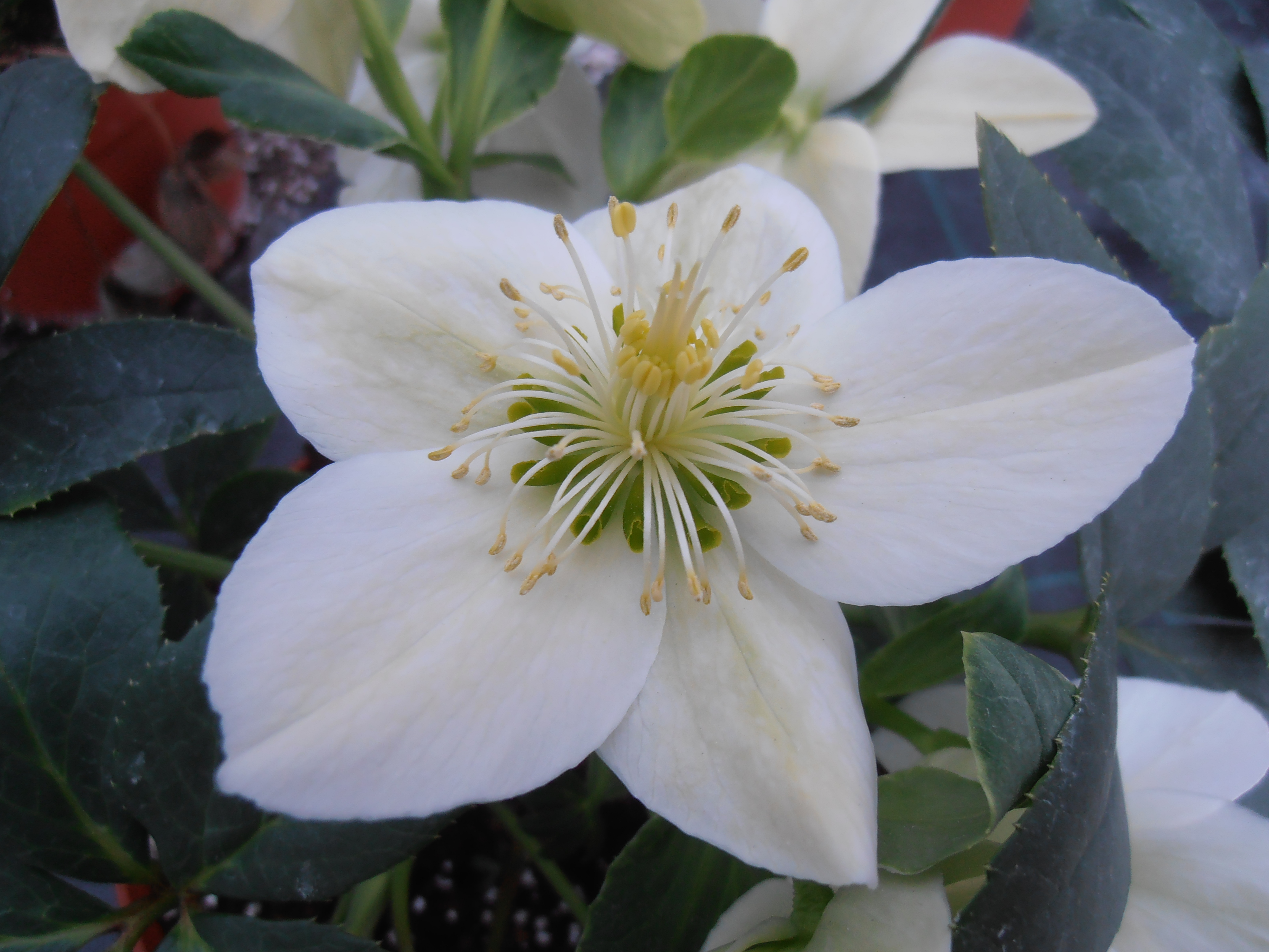 Un fiore di Sanremo dedicato al Papa