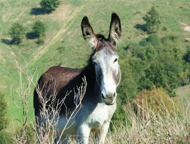 Santa Margherita, sei asine in giro per il paese: 