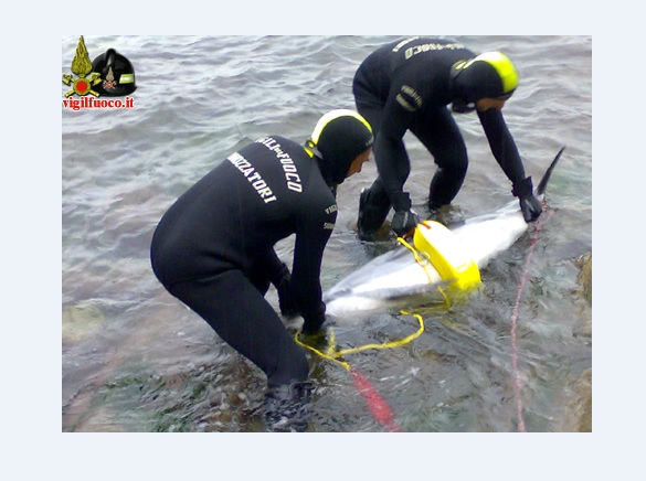 Sommozzatori vigili del fuoco salvano cucciolo incastrato tra scogli 