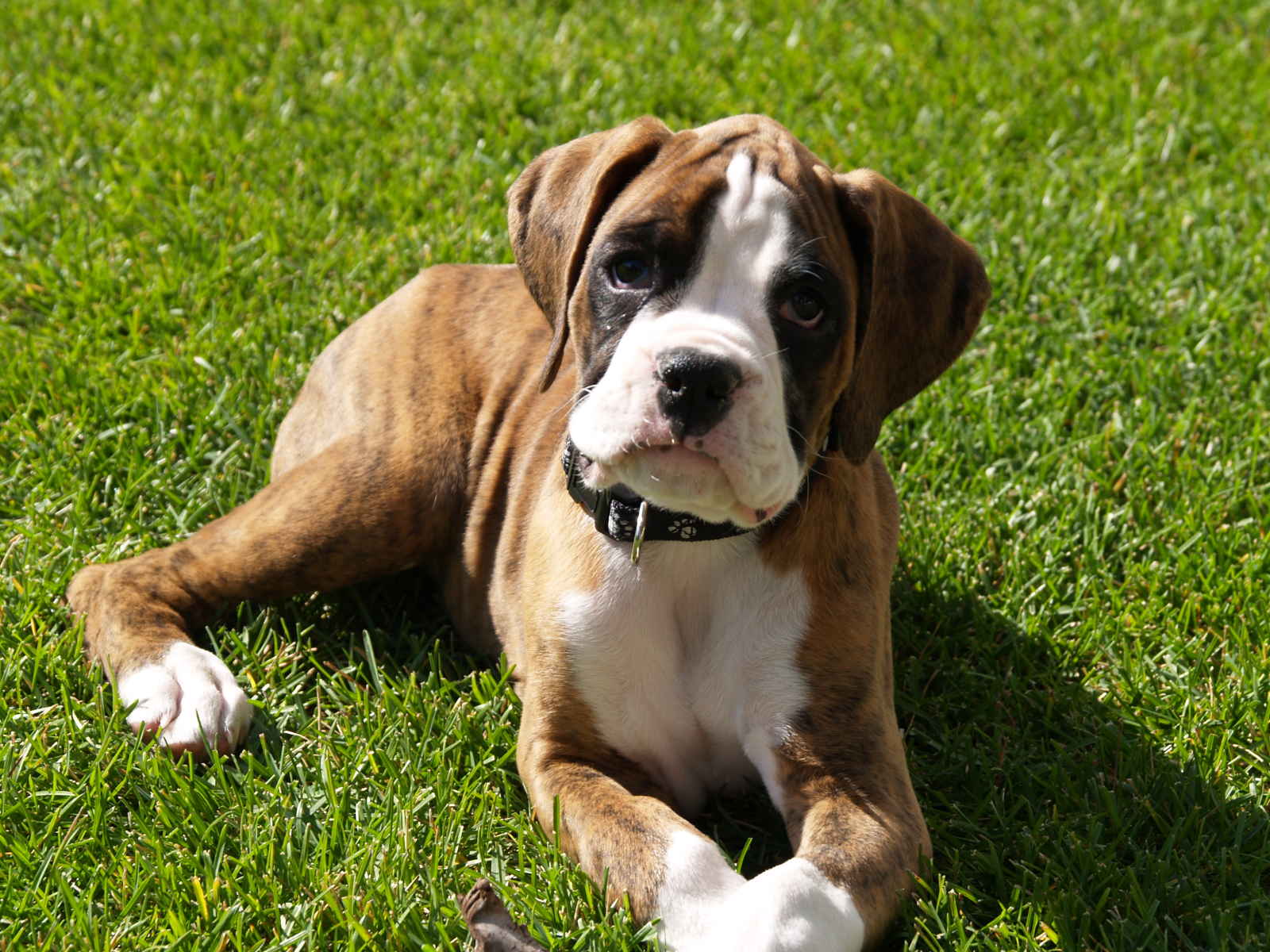 Ladri in villa portano via il cane