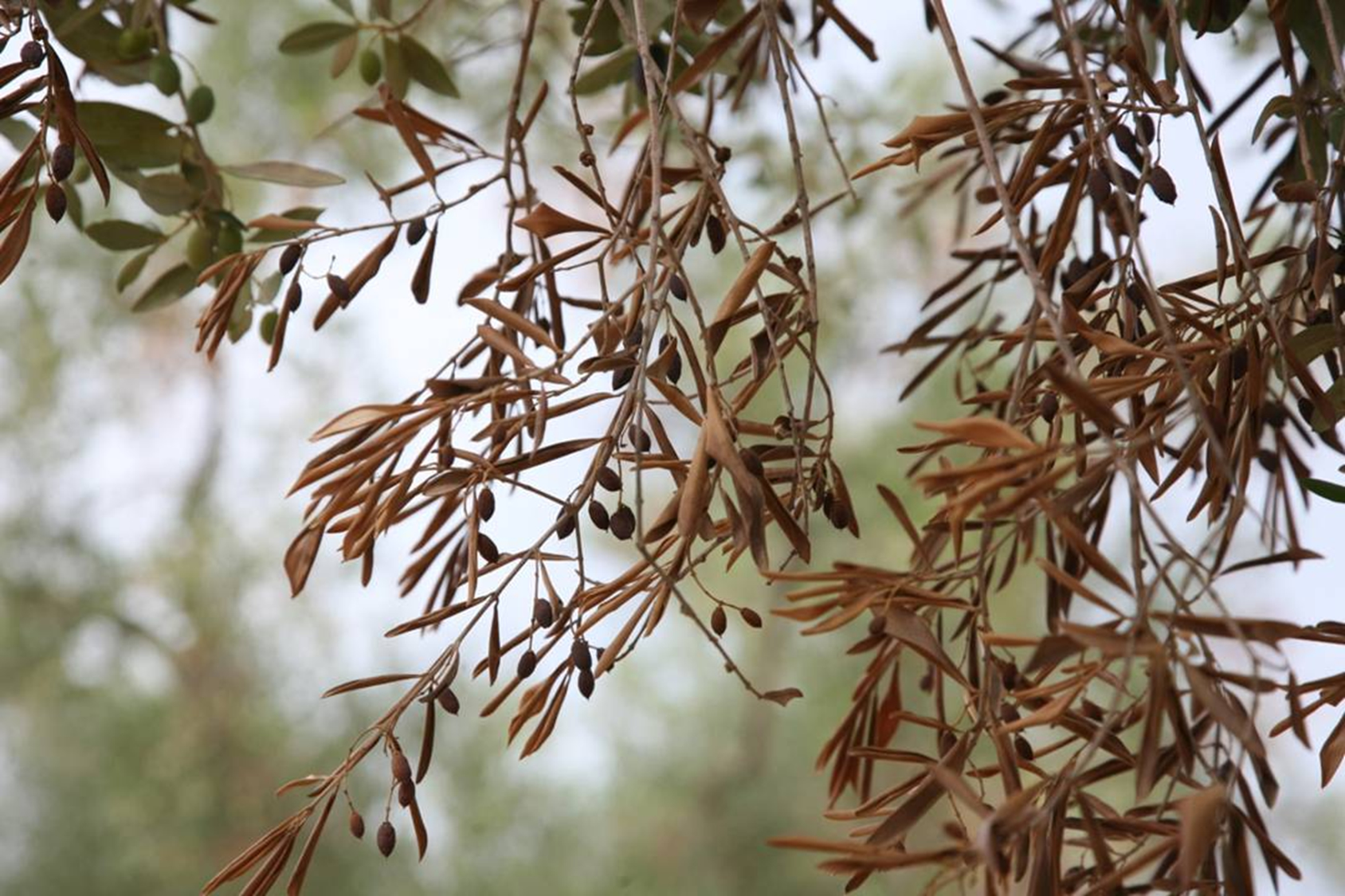 Xylella, l'ulivo ligure non è infetto