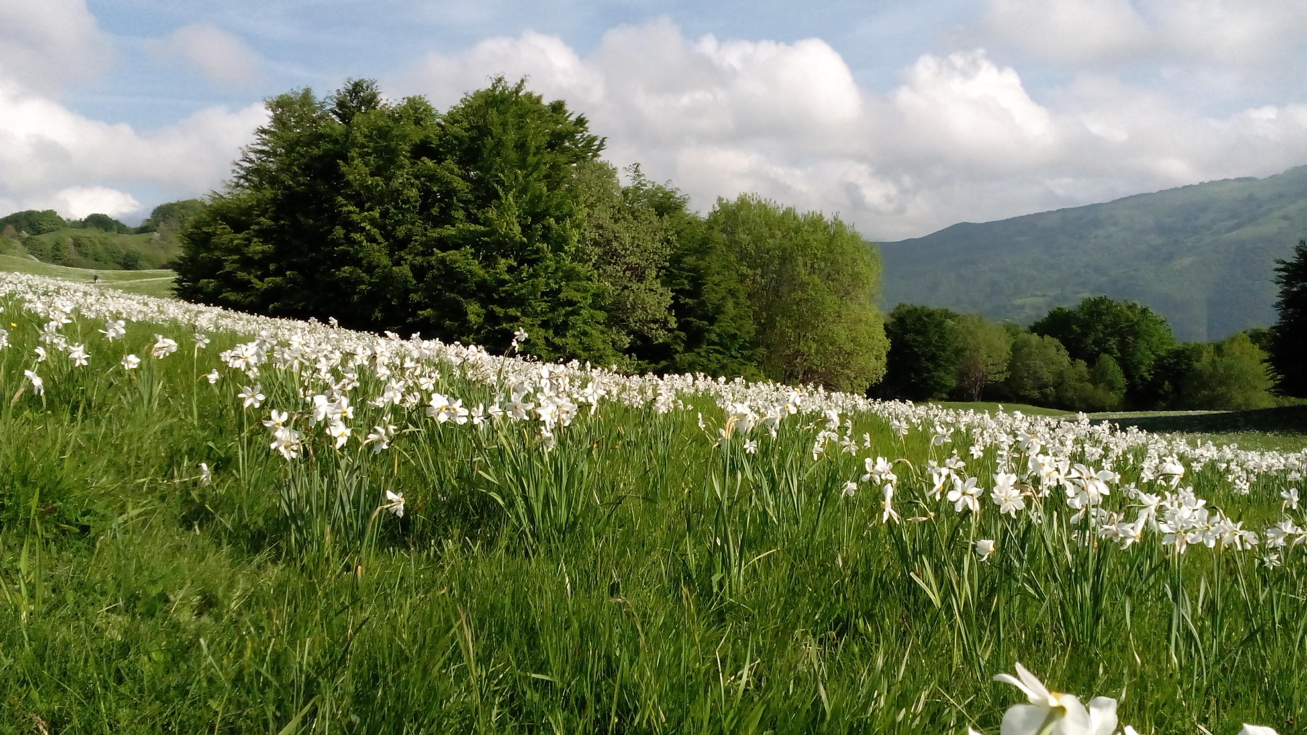 La tappa fuoriporta: le fioriture dei narcisi a Pian della Cavalla