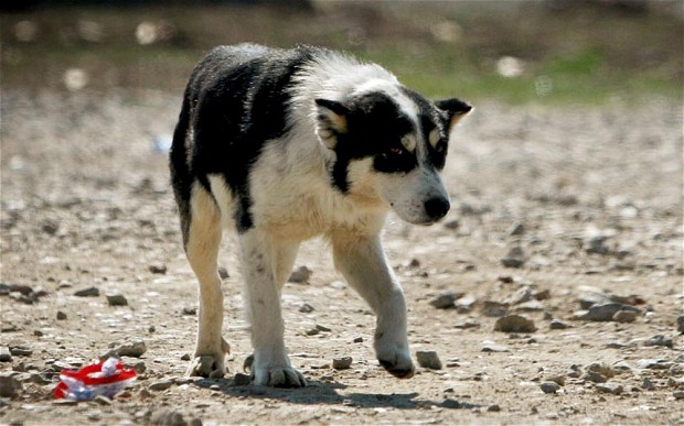 Anche a Sanremo un rimborso per chi adotta un cane