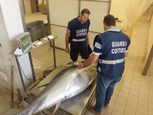 190 kg di tonno rosso nascosto in un furgone