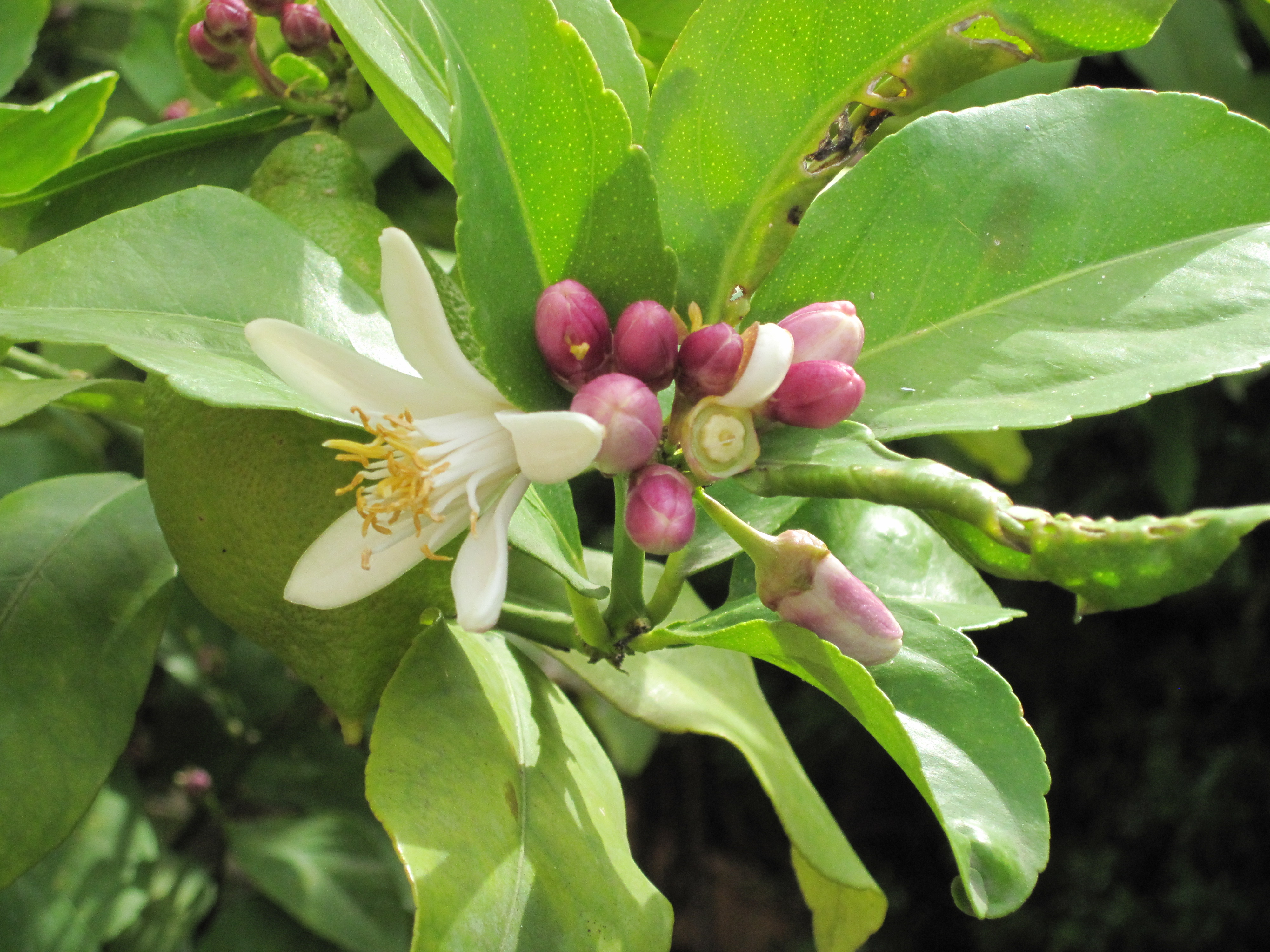  Il comune di Rapallo sostituisce i fiori e li regala ai cittadini 