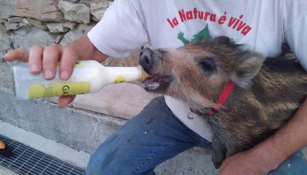 A Sanremo cacciatore 'adotta' cucciolo di cinghiale