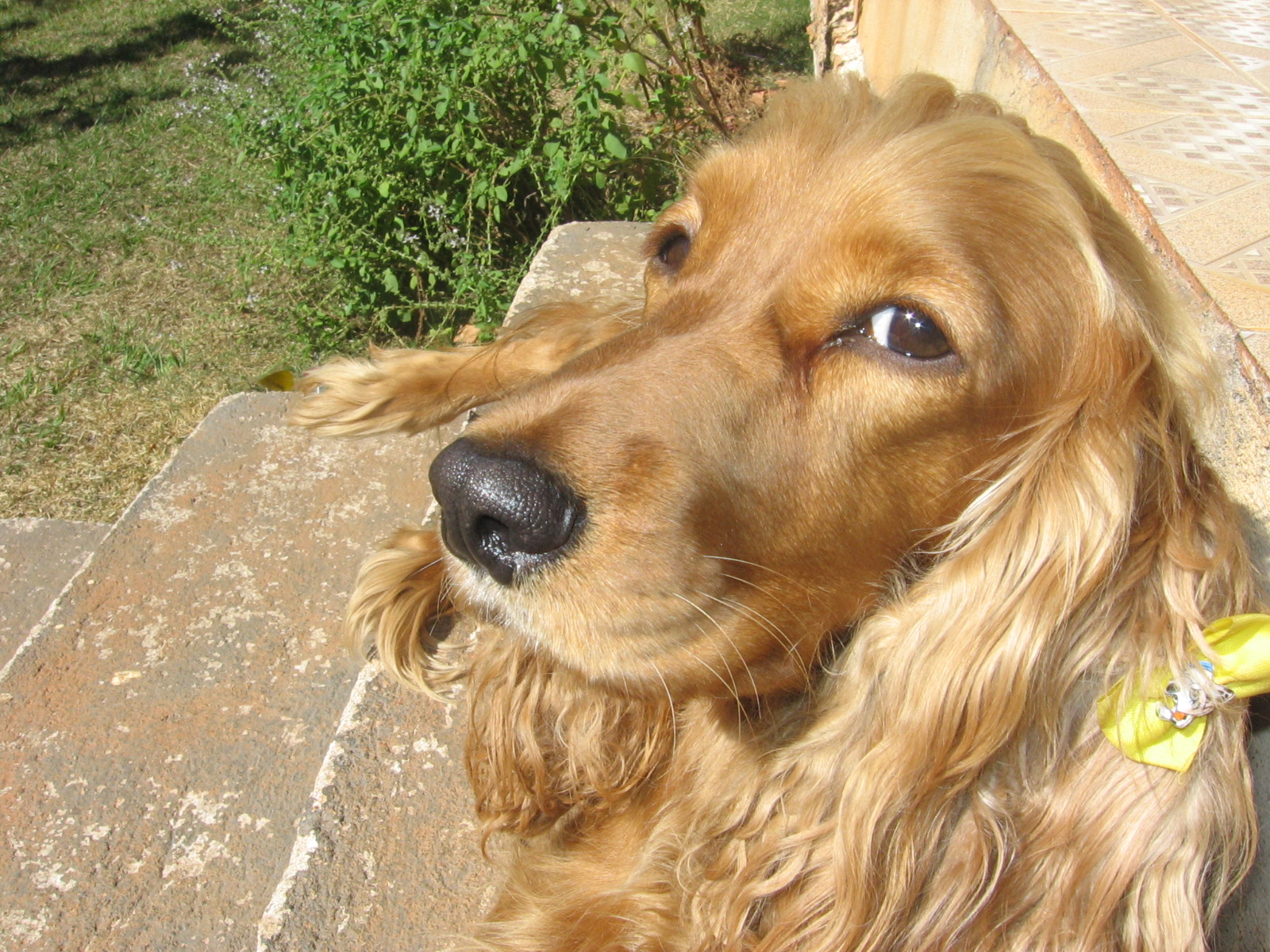 Disseta il suo cane con la birra e lo chiude in sacchetto