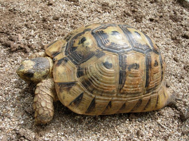 Scoperto traffico di tartarughe protette, nascoste dentro un furgone