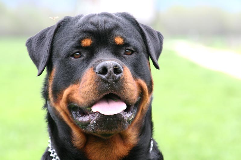 Rottweiler uccide cane da tartufo, padrone si vendica con ascia