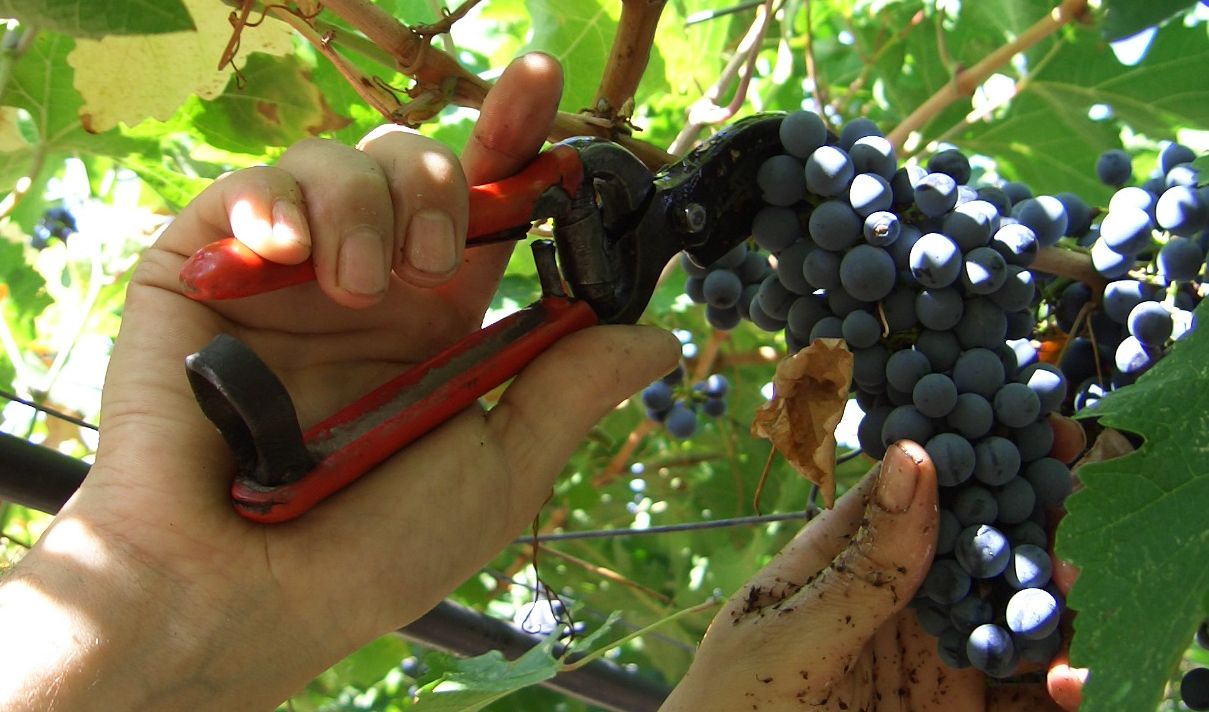 Caldo e siccità senza fine. E la Liguria anticipa la vendemmia ad agosto 