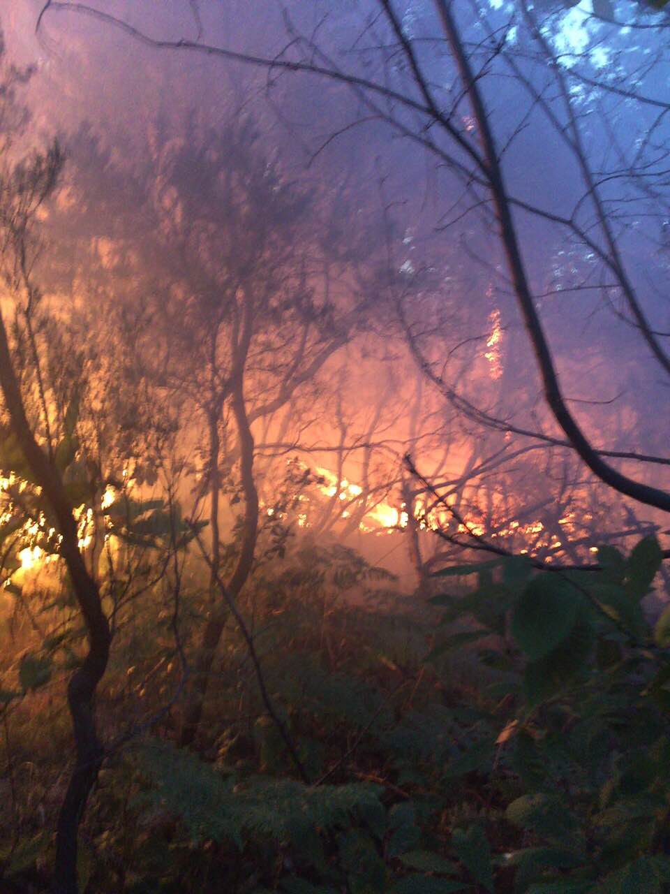 Domato l'incendio di bosco tra Nè e Sestri Levante